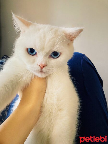 British Shorthair, Kedi  Kuzey fotoğrafı