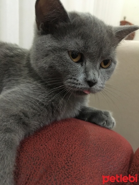 British Shorthair, Kedi  Luna fotoğrafı