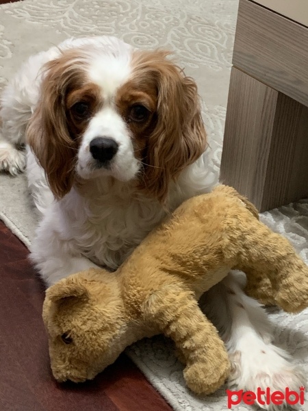 King Charles Spaniel, Köpek  Badem fotoğrafı