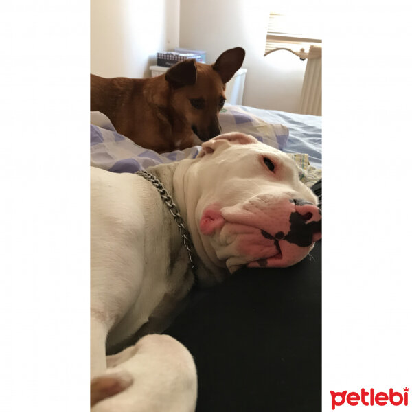 Dogo Arjantin, Köpek  Mişa ve daisy fotoğrafı