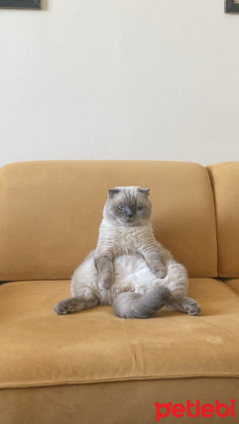 Scottish Fold, Kedi  Turşu fotoğrafı