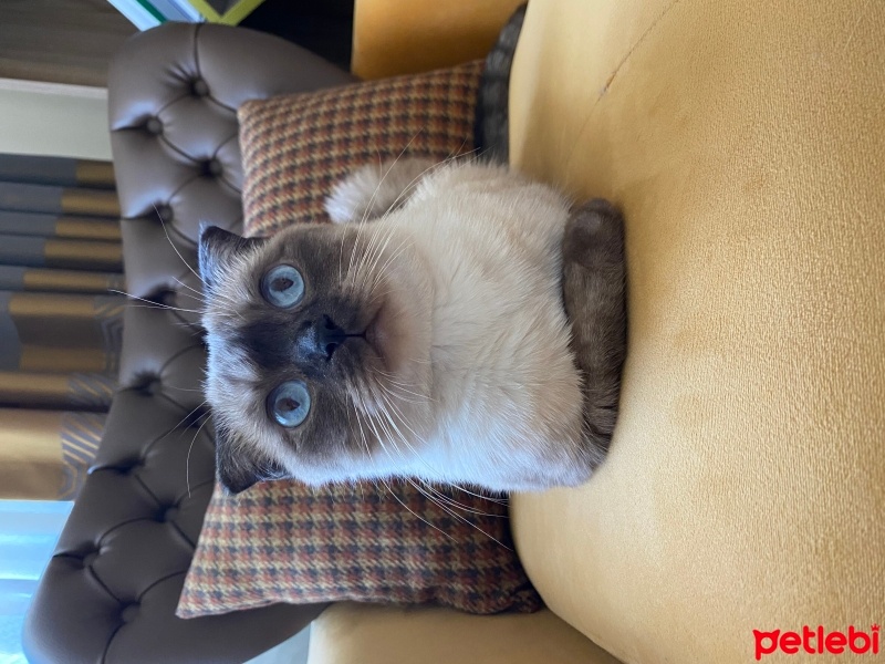 Scottish Fold, Kedi  Leyla fotoğrafı