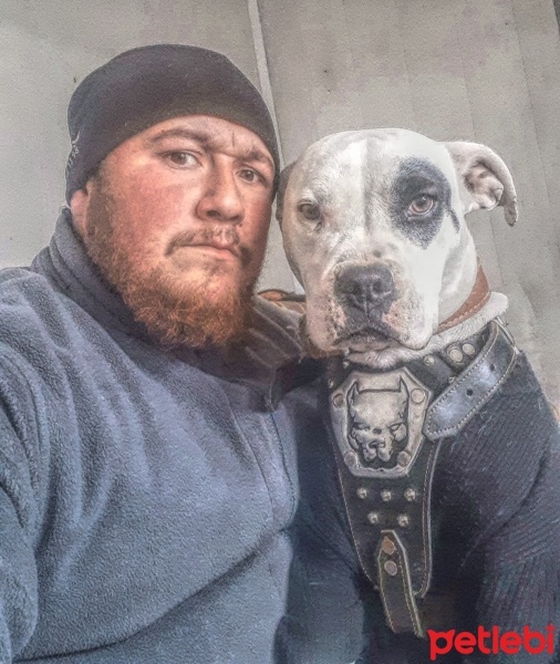 Amerikan Pitbull Terrier, Köpek  Tequila fotoğrafı