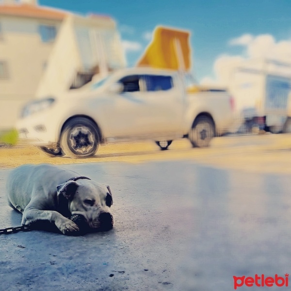 Amerikan Pitbull Terrier, Köpek  Tequila fotoğrafı