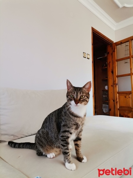 Tekir Kedi, Kedi  Çikolata fotoğrafı