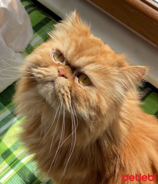 İran Kedisi (Persian), Kedi  Jack fotoğrafı