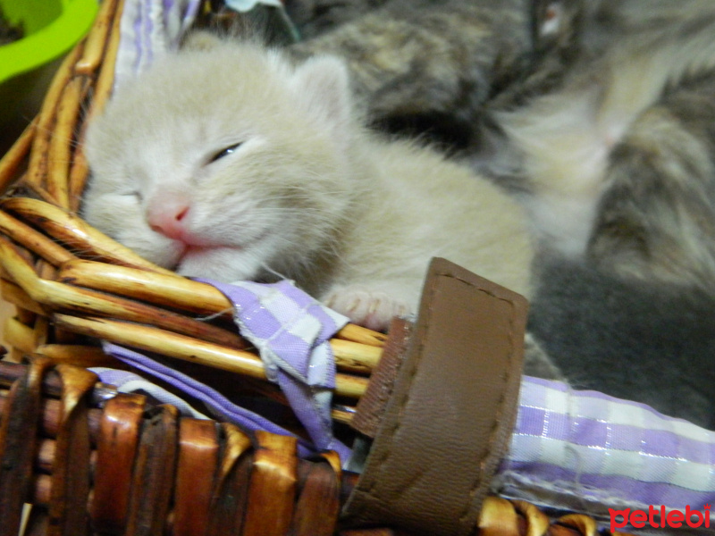 Tekir Kedi, Kedi  sarı fotoğrafı