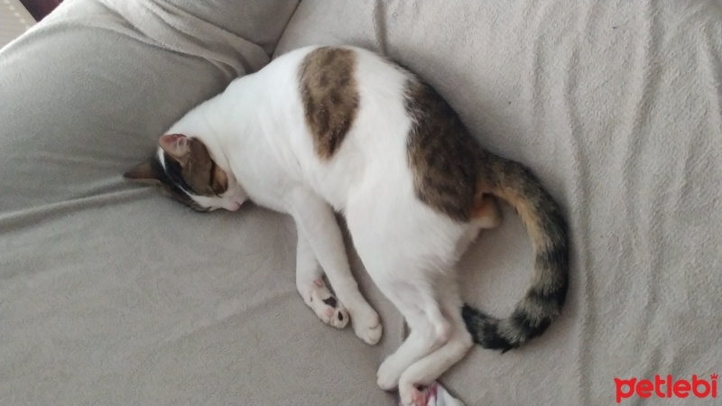 Tekir Kedi, Kedi  BAL fotoğrafı
