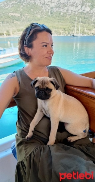 Pug, Köpek  Paşa fotoğrafı