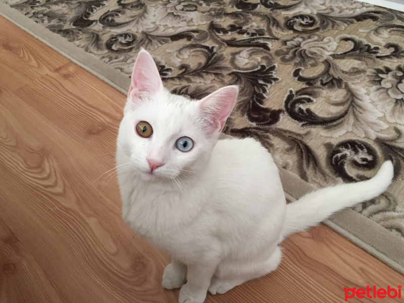 Van Kedisi, Kedi  Diana fotoğrafı