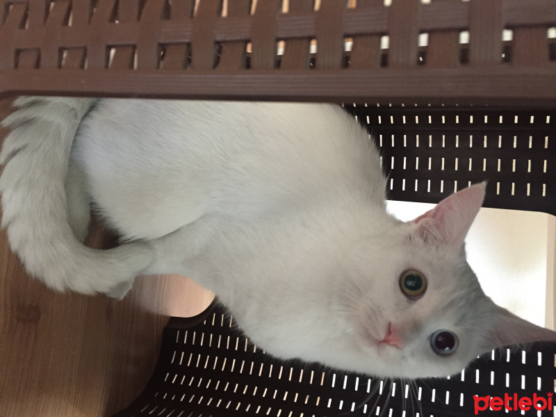 Van Kedisi, Kedi  Diana fotoğrafı