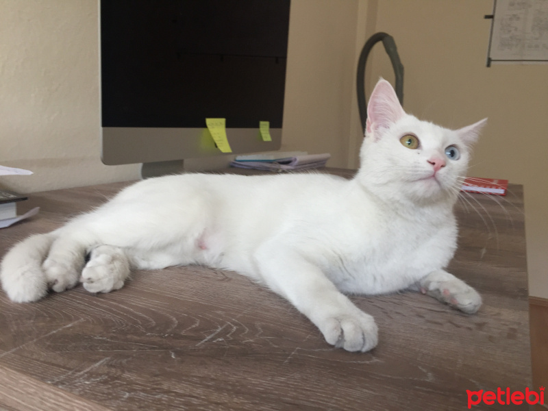 Van Kedisi, Kedi  Diana fotoğrafı