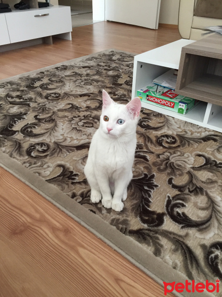 Van Kedisi, Kedi  Diana fotoğrafı