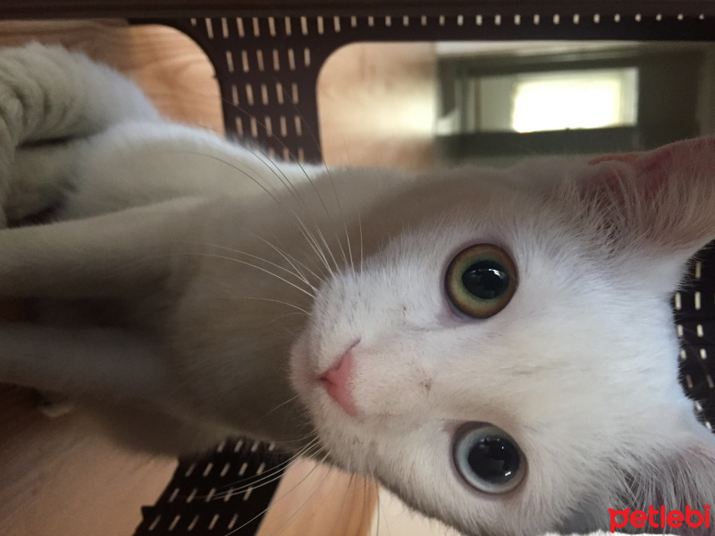 Van Kedisi, Kedi  Diana fotoğrafı