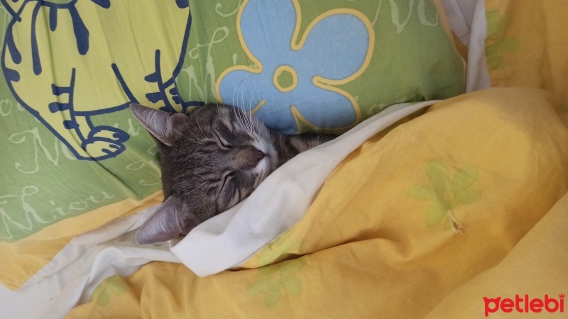 Tekir Kedi, Kedi  Toffie fotoğrafı