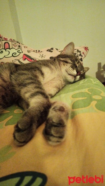 Tekir Kedi, Kedi  Toffie fotoğrafı