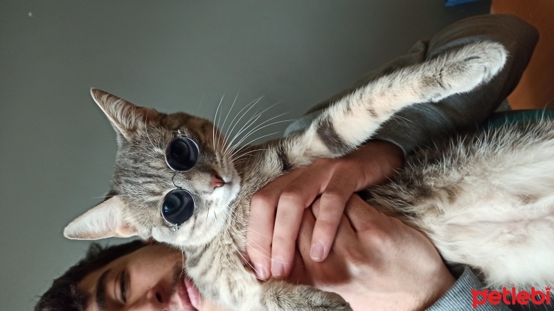 Tekir Kedi, Kedi  Toffie fotoğrafı