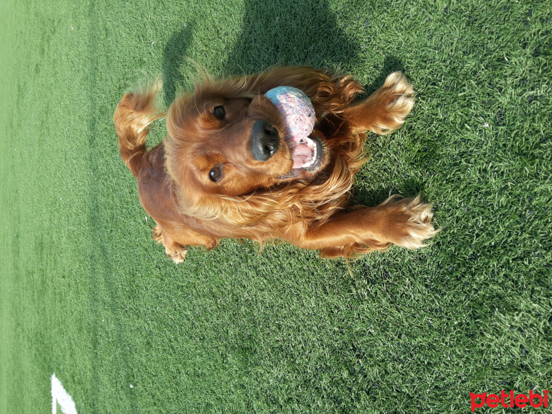 İngiliz Cocker Spaniel, Köpek  Jeune fotoğrafı