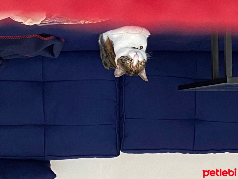 Tekir Kedi, Kedi  Mırmır fotoğrafı