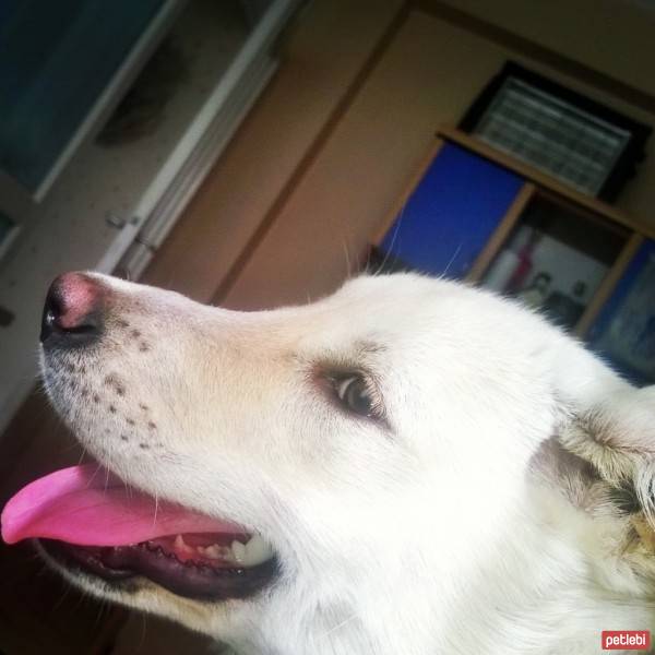 Golden Retriever, Köpek  Bal fotoğrafı