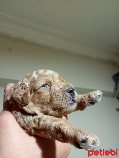 Poodle (Minyatür Kaniş), Köpek  Yeni yuvalarını bekliyorlar fotoğrafı