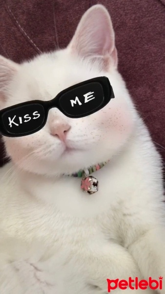 Scottish Fold, Kedi  Pamuk fotoğrafı
