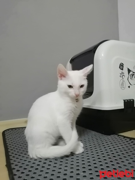 Tekir Kedi, Kedi  Pamuk fotoğrafı