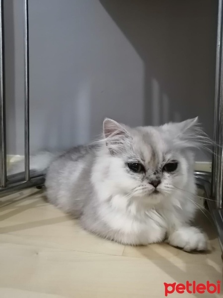 İran Kedisi (Persian), Kedi  ÇAKIL fotoğrafı