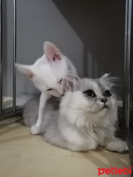 İran Kedisi (Persian), Kedi  ÇAKIL fotoğrafı