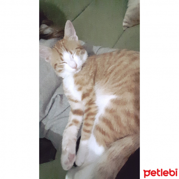 Tekir Kedi, Kedi  Tarcin fotoğrafı