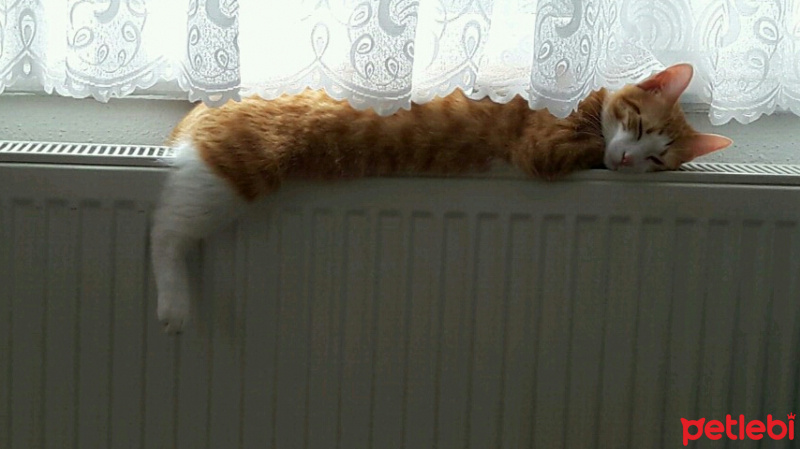 Tekir Kedi, Kedi  Tarcin fotoğrafı