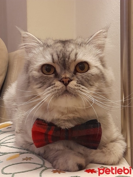 Chinchilla, Kedi  Sherlock fotoğrafı