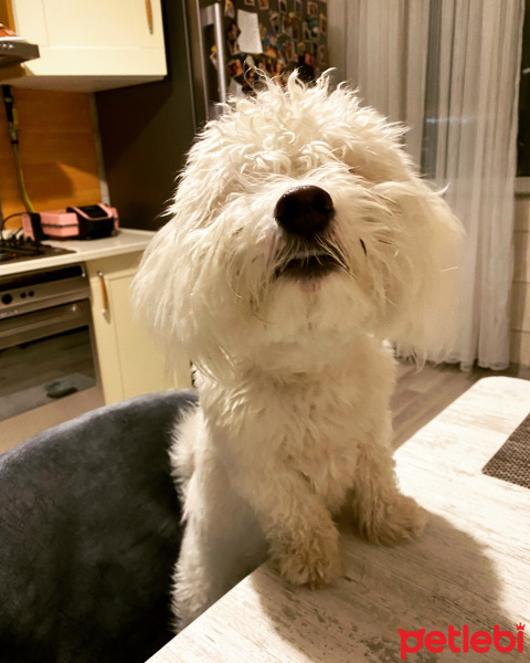 Maltese, Köpek  Mars fotoğrafı