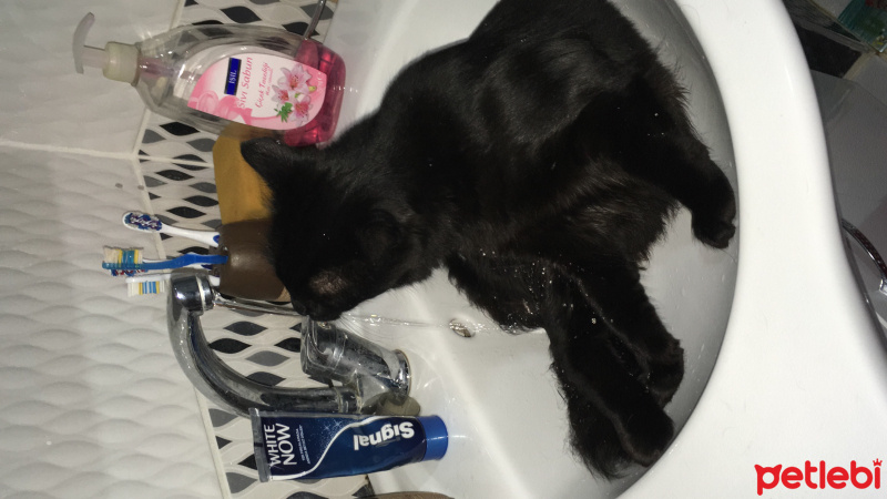 Bombay, Kedi  Püskül  fotoğrafı