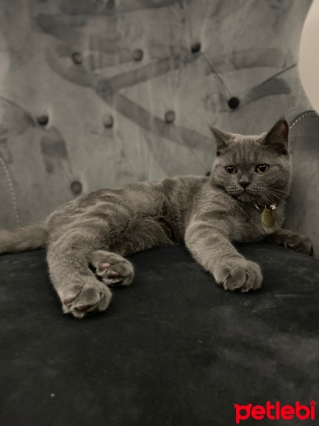 British Shorthair, Kedi  Duman fotoğrafı