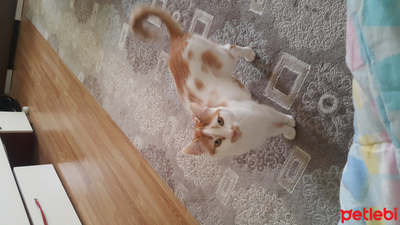 Tekir Kedi, Kedi  Pelus fotoğrafı