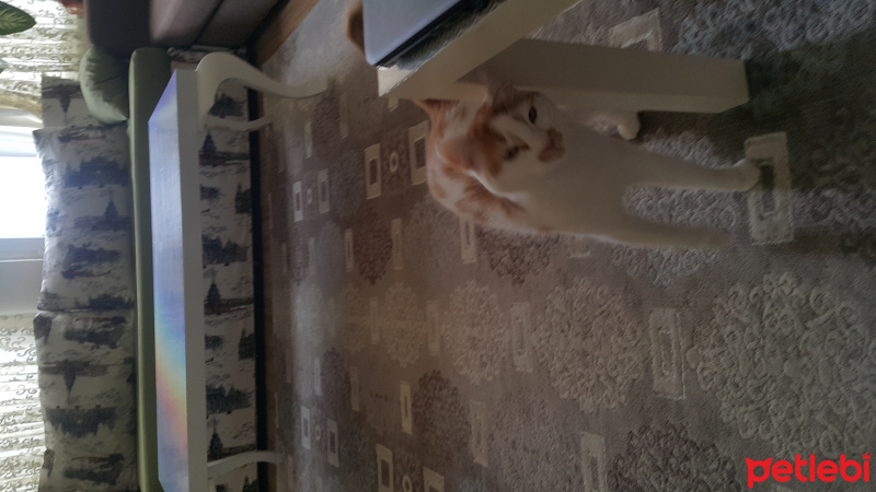 Tekir Kedi, Kedi  Pelus fotoğrafı