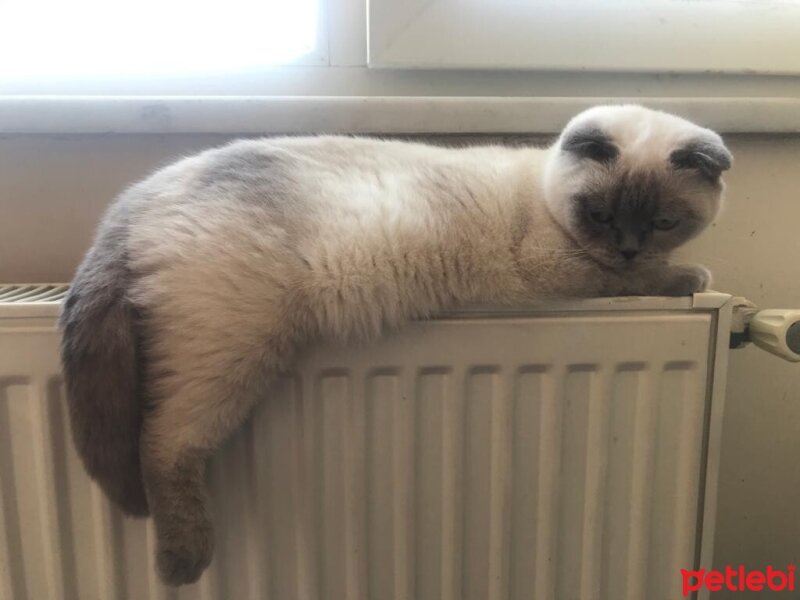 Scottish Fold, Kedi  Panda fotoğrafı