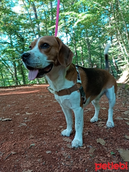 Beagle, Köpek  Tesla fotoğrafı