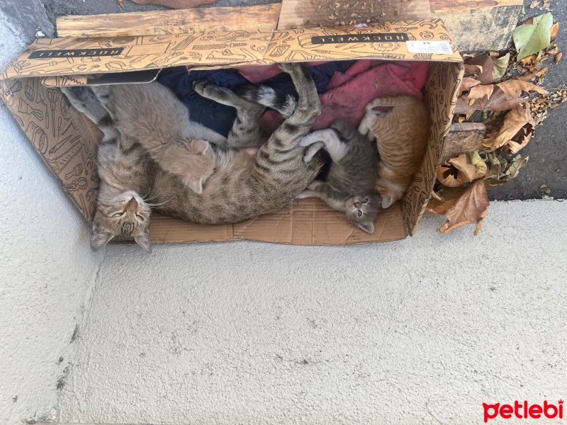 Tekir Kedi, Kedi  Tekir Yavru Kediler fotoğrafı