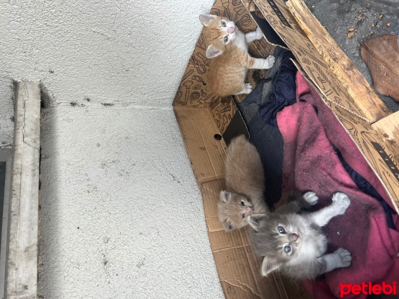 Tekir Kedi, Kedi  Tekir Yavru Kediler fotoğrafı