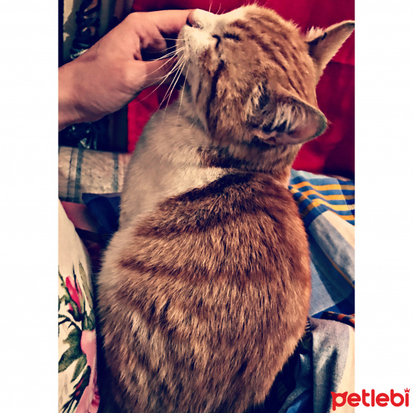 Laperm, Kedi  Miller fotoğrafı