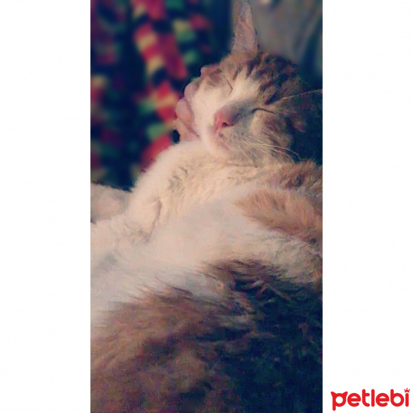 Laperm, Kedi  Miller fotoğrafı