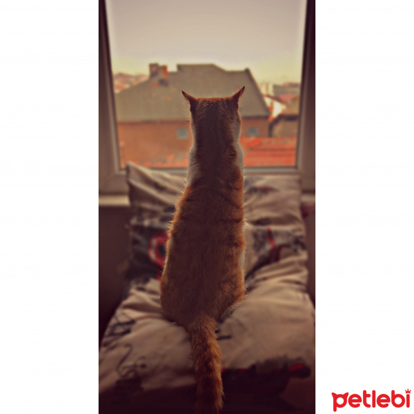 Laperm, Kedi  Miller fotoğrafı