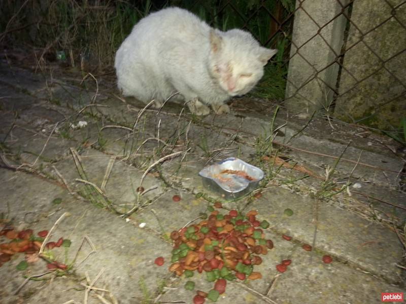 Ankara Kedisi, Kedi  Paşa fotoğrafı