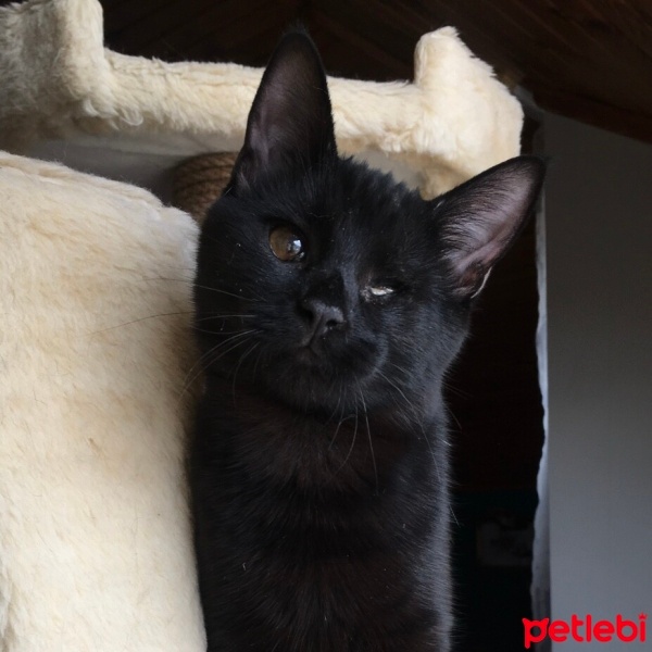 Bombay, Kedi  Karam fotoğrafı