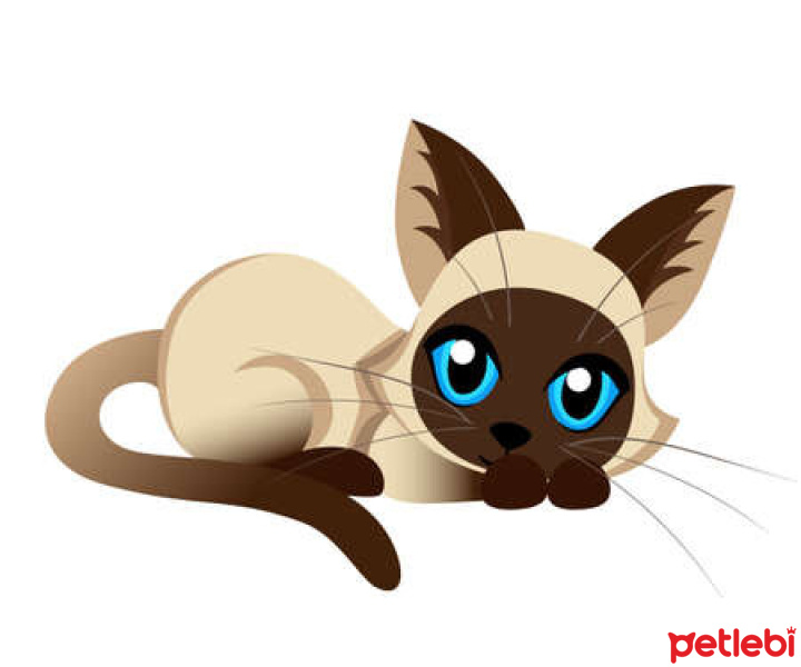 Siyam Kedisi, Kedi  Muffin fotoğrafı