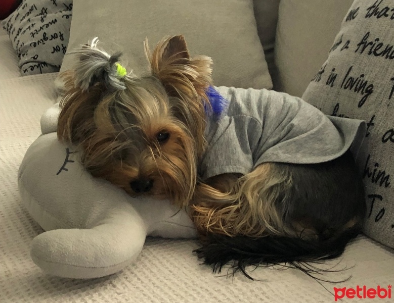 Yorkshire Terrier, Köpek  Leo fotoğrafı