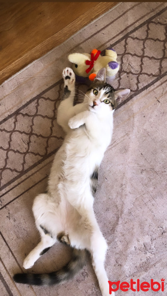 Tekir Kedi, Kedi  Venüs fotoğrafı