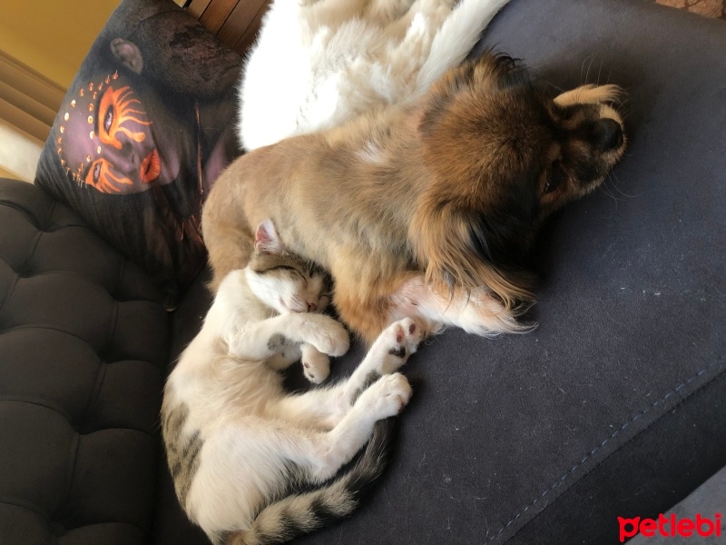 Tekir Kedi, Kedi  Venüs fotoğrafı